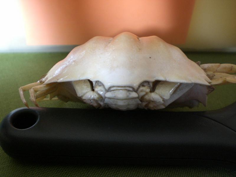 calappa clypeata T.F.C. posterior view.jpg